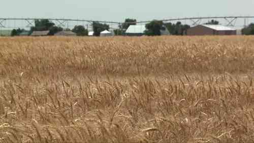 在俄克拉荷马州收割小麦