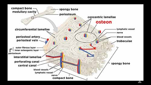 解剖学和生理学：骨骼结构与类型