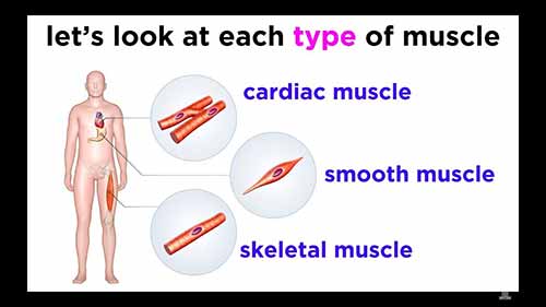 解剖学和生理学：肌肉组织