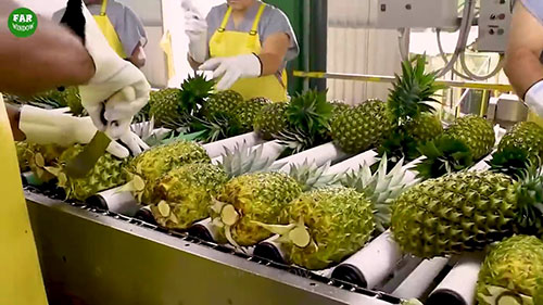 先进技术改变菠萝产业