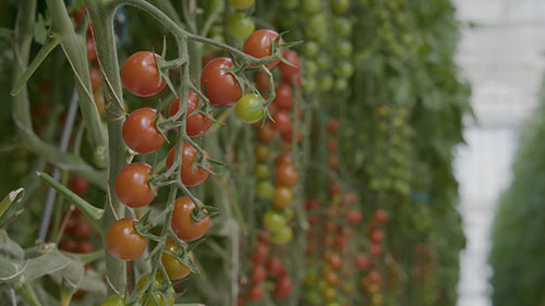全年种植番茄