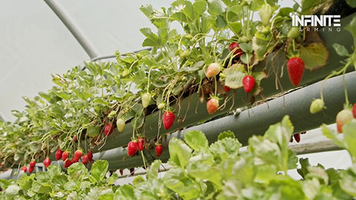 水培草莓栽培技术