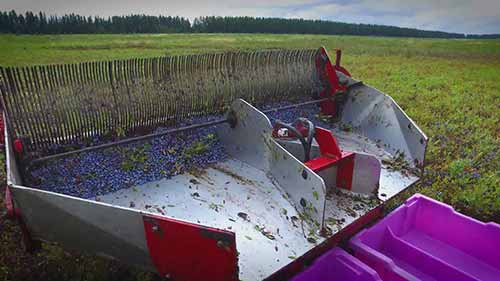 8000万磅蓝莓是如何种植的