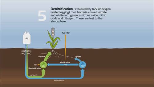 土壤中的氮循环