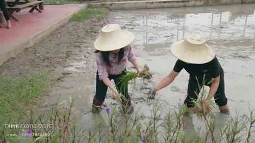 泰国的水稻种植