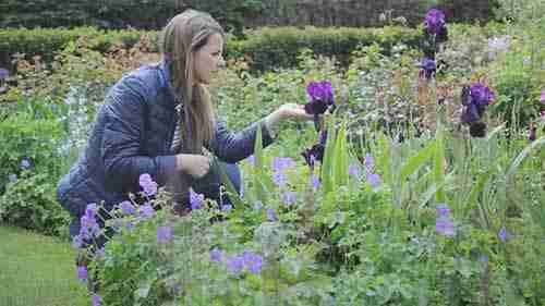 英国乡村花园的植物