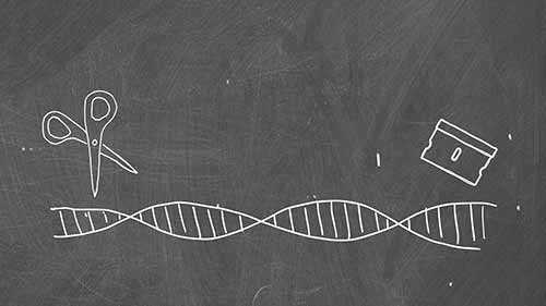DNA限制性内切酶消化操作流程