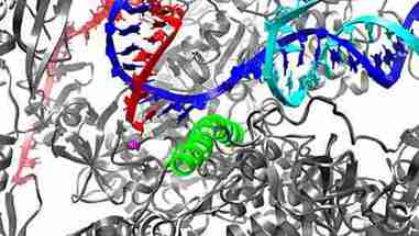 RNA聚合酶II转录的起始过程