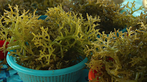 海藻替代塑料：可食用的生物降解包装