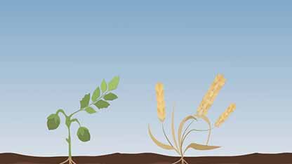 作物生产管理 3种植模式
