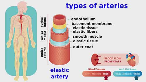 解剖学和生理学：血管